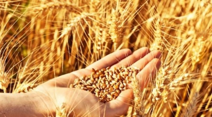 تونس تطرح مناقصة عالمية لشراء 92 ألف طن من القمح اللين و50 ألفا من علف الشعير