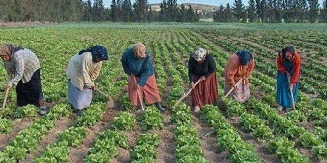 النساء-الأنشطة-الفلاحية-660×330
