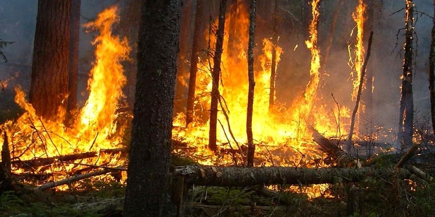 articlesprincipalesforets_0_2_0